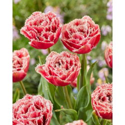 Tulipan Brest - 5 szt.