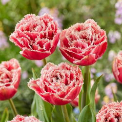 Tulipan Brest - GIGA paczka! - 250 szt.