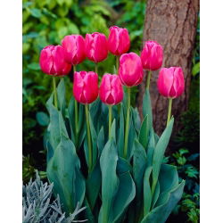 Tulipan Carola - GIGA paczka! - 250 szt.