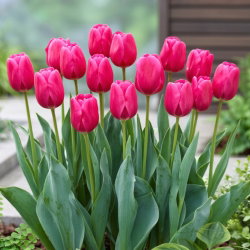 Tulipan Carola - 5 szt.