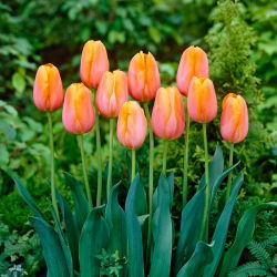 Tulipan Dordogne - 5 szt.