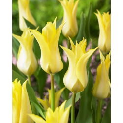Tulipan Florijn Chic - duża paczka! - 50 szt.