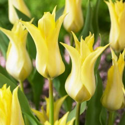 Tulipan Florijn Chic - duża paczka! - 50 szt.