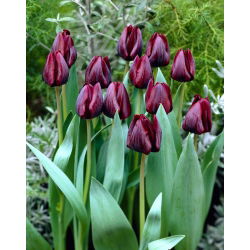 Tulipan Ronaldo - duża paczka! - 50 szt.