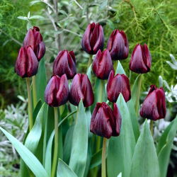 Tulipan Ronaldo - 5 szt.