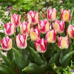 Tulipan Yasmine - 5 szt.
