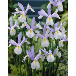 Irys holenderski Silvery Beauty - GIGA paczka! - 500 szt.