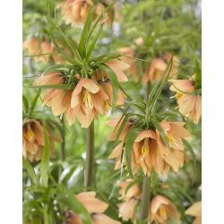 Korona Cesarska - Early Fantasy - GIGA paczka! - 50 szt.