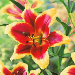 Lilia - Red Dutch - GIGA paczka! - 50 szt.