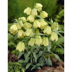 Szachownica bladokwiatowa - Fritillaria pallidiflora - GIGA paczka! - 50 szt.