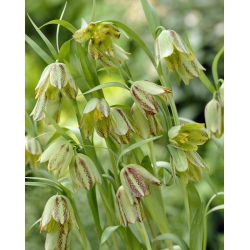 Szachownica hermońska - Fritillaria hermonis ssp. amana - GIGA paczka! - 250 szt.