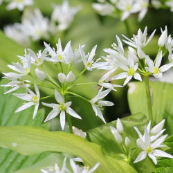 Czosnek niedźwiedzi - aromatyczne zioło! - 5 cebulek