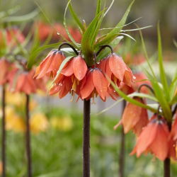 Korona Cesarska - Beethoven - GIGA paczka! - 50 szt.