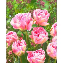 Tulipan Angelique - 5 cebulek