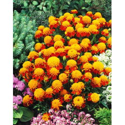 Aksamitka Orange Flame - rozpierzchła - 1 kg
