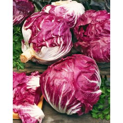 Cykoria sałatowa radicchio Palla Rossa 3 - 360 nasion