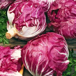 Cykoria sałatowa radicchio Palla Rossa 3 - 360 nasion