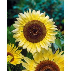 Słonecznik cytrynowy - Lemon Queen - 20 nasion
