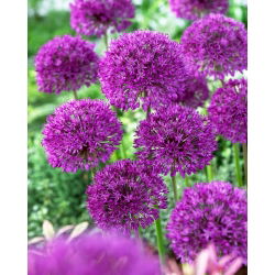 Czosnek ozdobny Purple Sensation - 3 cebulki