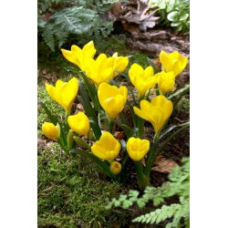 Sternbergia - Żółty zimowit - 1 cebula