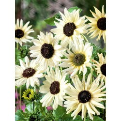 Słonecznik Italian White - ogórkolistny