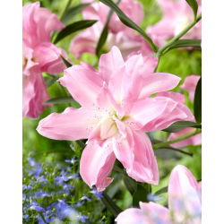 Lilia - Lotus Breeze - orientalna, pełna - duża paczka! - 10 szt.
