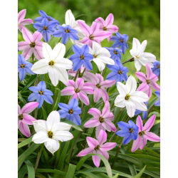 Ipheion - Ifejon - mix - GIGA paczka! - 500 szt.