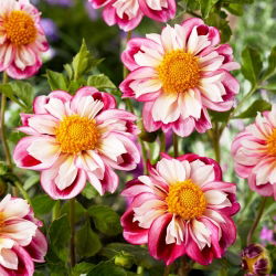 Dalia - Bumble Rumble
