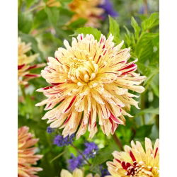 Dalia - Cambridge