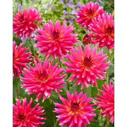 Dalia - Cherry Cake - GIGA paczka! - 50 szt.