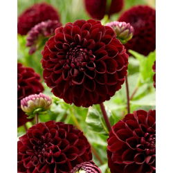 Dalia - Dark Spirit - pomponowa