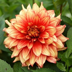 Dalia - Dazzling Magic