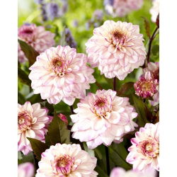 Dalia - Flashback - GIGA paczka! - 50 szt.