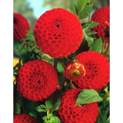 Dalia - Glow - pomponowa - GIGA paczka! - 50 szt.