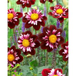 Dalia - Joyful Investment - GIGA paczka! - 50 szt.