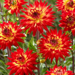 Dalia - Karma Bon Bini - GIGA paczka! - 50 szt.