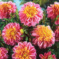 Dalia - Life Style - GIGA paczka! - 50 szt.
