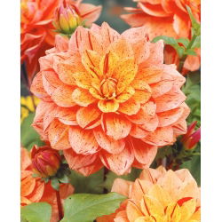 Dalia - Nonette