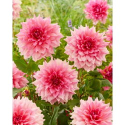 Dalia - Otto'S Trill - GIGA paczka! - 50 szt.