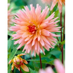 Dalia - Preference - GIGA paczka! - 50 szt.