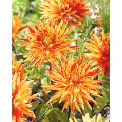 Dalia - Striped Vulcan - GIGA paczka! - 50 szt.