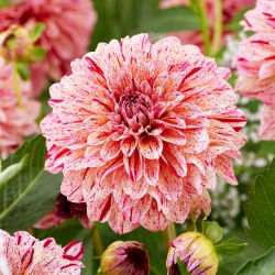 Dalia - Sturm 7981 - GIGA paczka! - 50 szt.