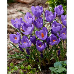 Krokus Aqua - duża paczka! - 100 szt.