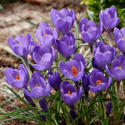 Krokus Aqua - duża paczka! - 100 szt.