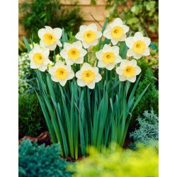 Narcyz Fragrant Breeze - duża paczka! - 50 szt.