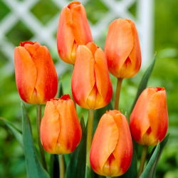 Tulipan Lighting Sun - 5 szt.