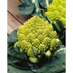 Kalafior o róży zielonej Romanesco natalino - 270 nasion