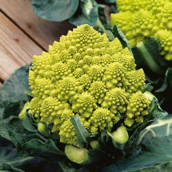 Kalafior o róży zielonej Romanesco natalino - 270 nasion