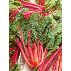 Burak liściowy Rhubarb Chard - czerwony - 225 nasion