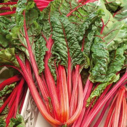 Burak liściowy Rhubarb Chard - czerwony - 225 nasion